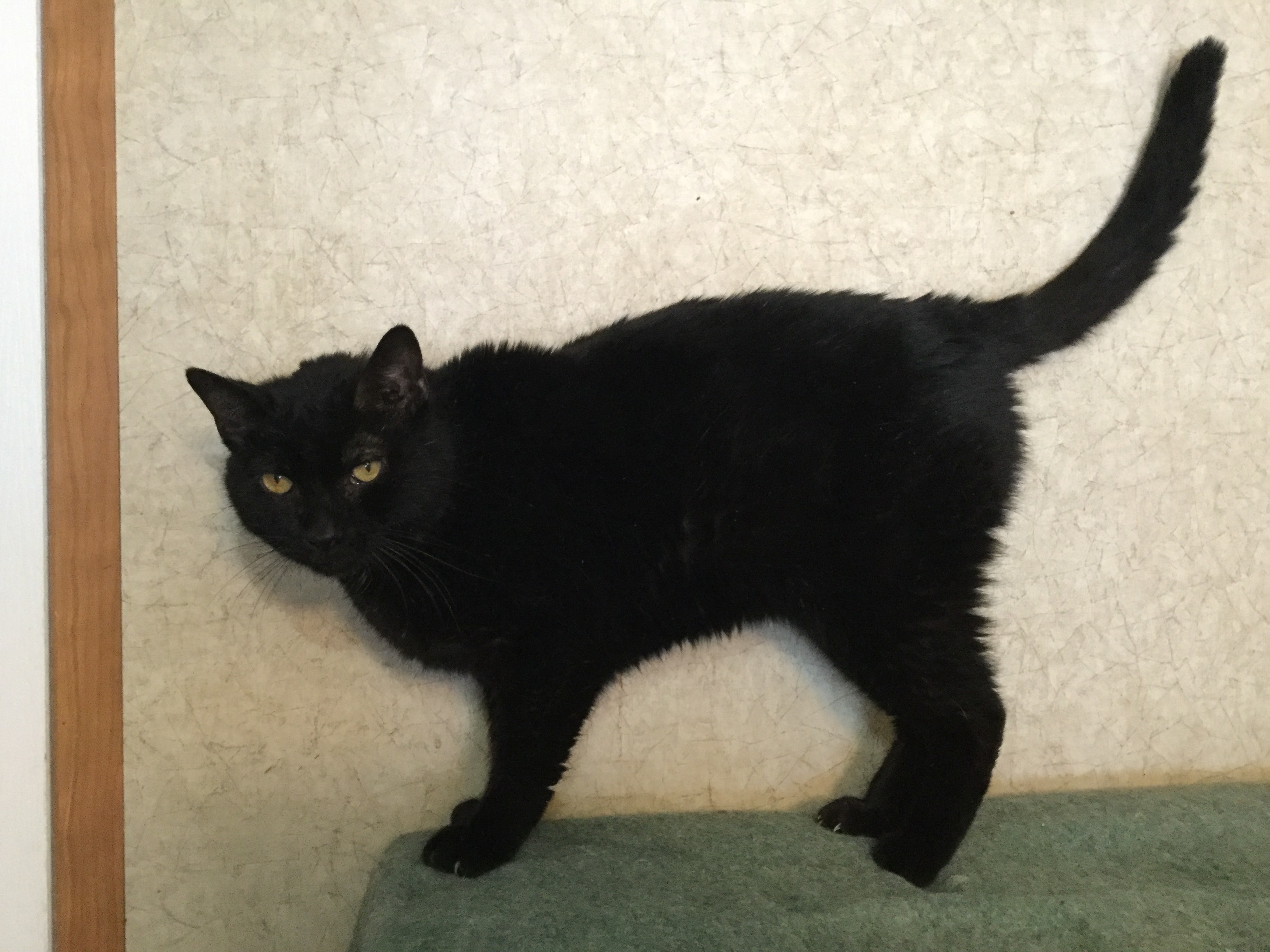 Enlarge Golf Cart, a Adoptable Domestic Short Hair in La Salle, IL image 1/2