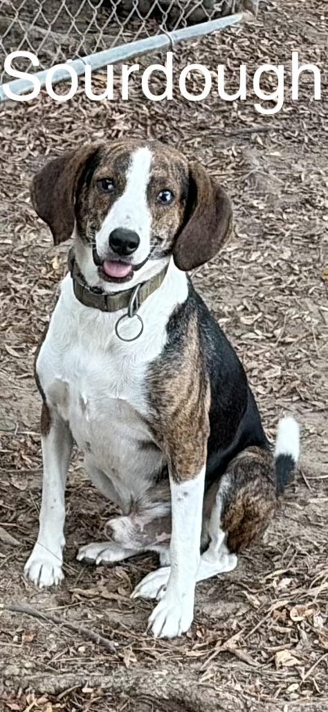 Enlarge Sourdough, a Adoptable mixed breed in Zimmerman, MN image 2/2