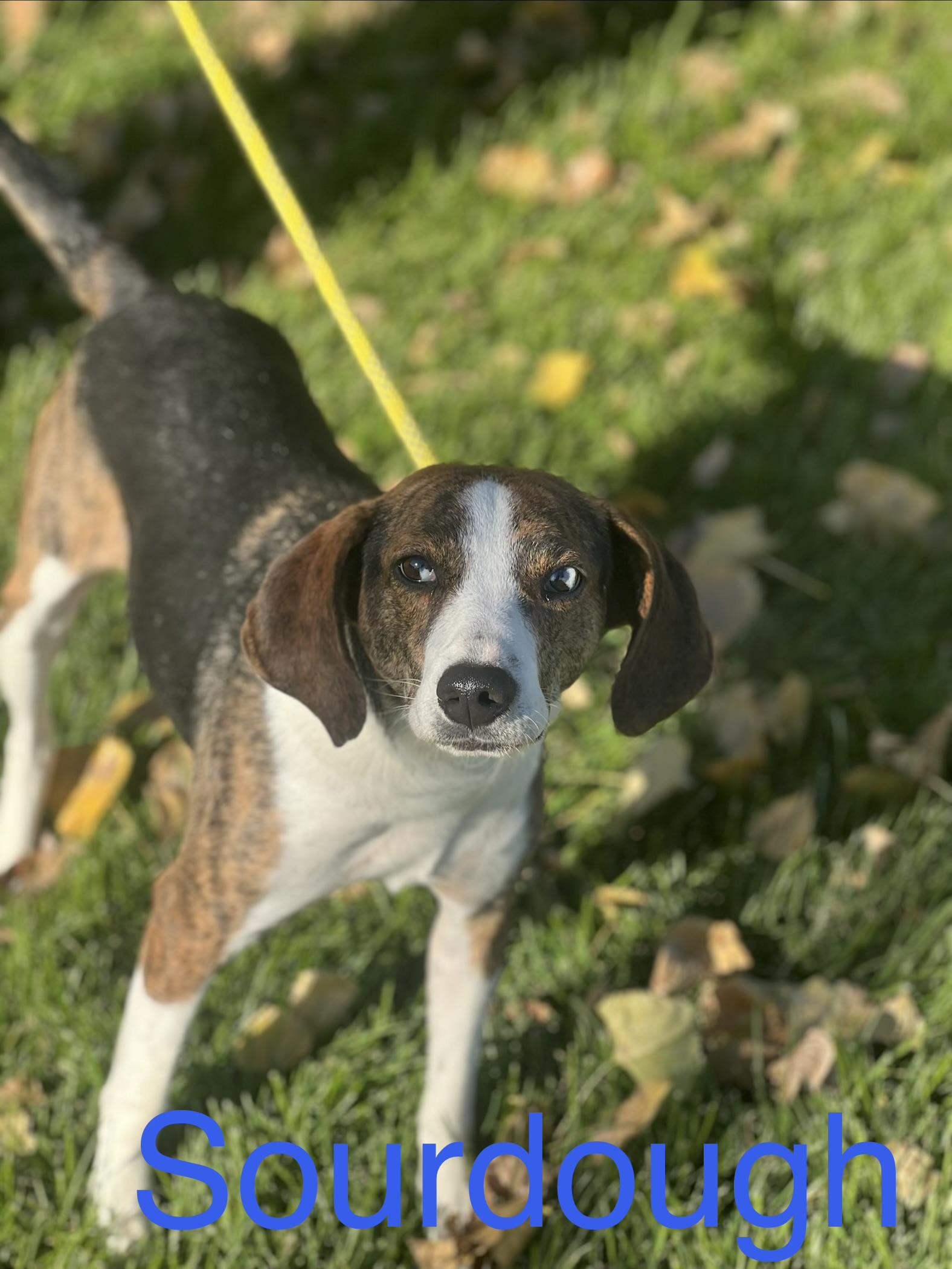 Sourdough, Adoptable, Young Male Beagle & Mixed Breed.