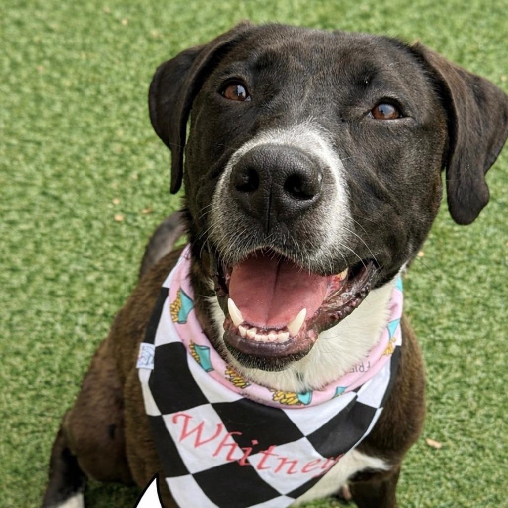 Enlarge Whitney, a Adoptable Mixed Breed in Franklin, TN image 2/4