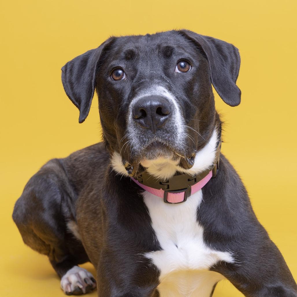 Enlarge Whitney, a Adoptable Mixed Breed in Franklin, TN image 3/4