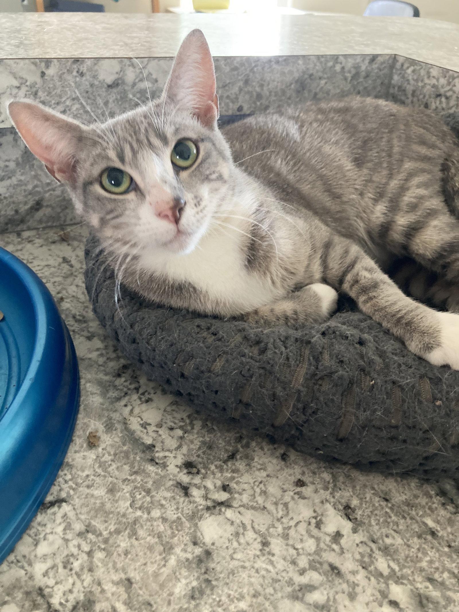 Pinta, Adoptable, Young Female Domestic Short Hair & Tabby.