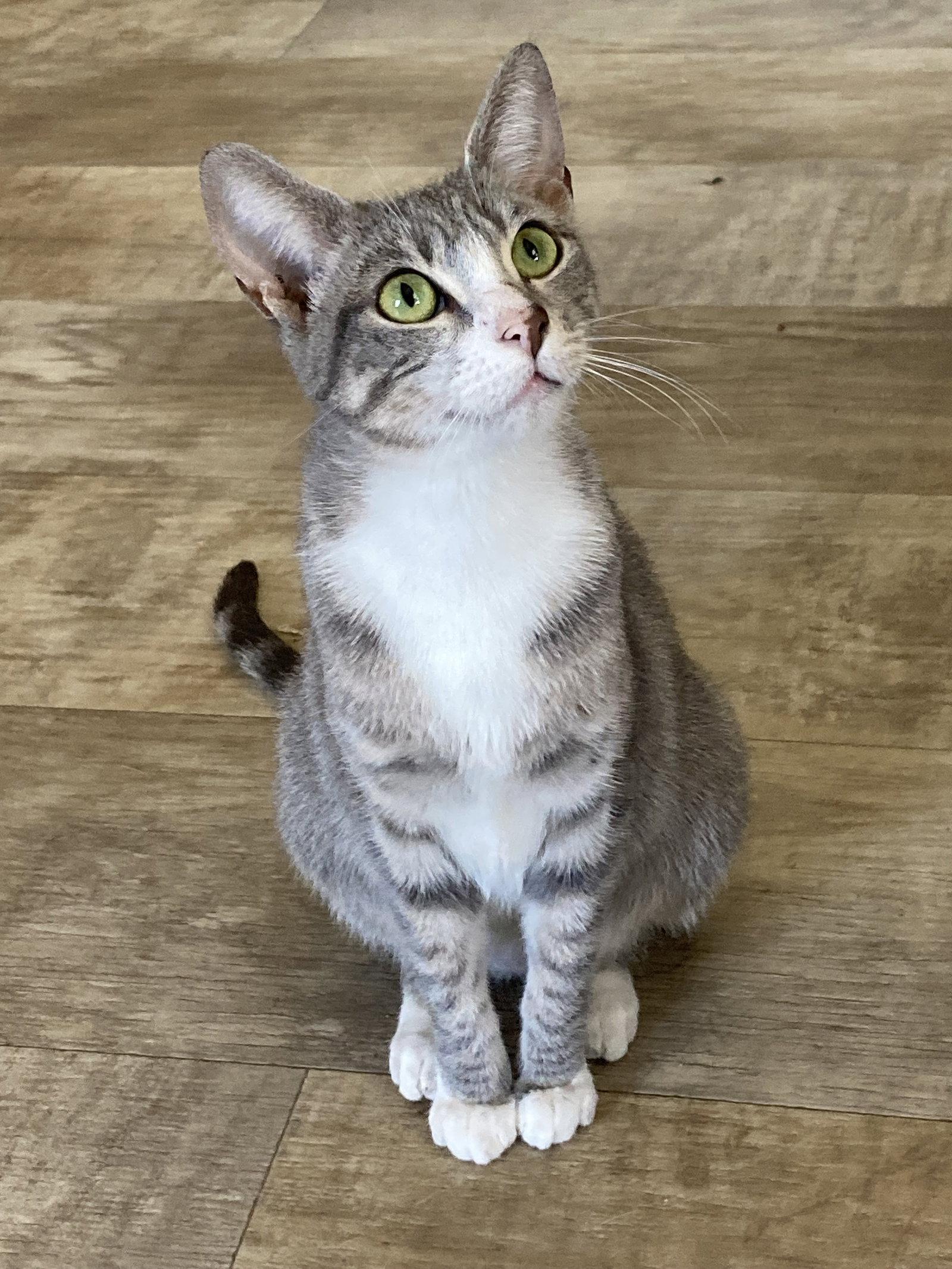 Enlarge Pinta, a Adoptable mixed breed in San Diego, CA image 3/3