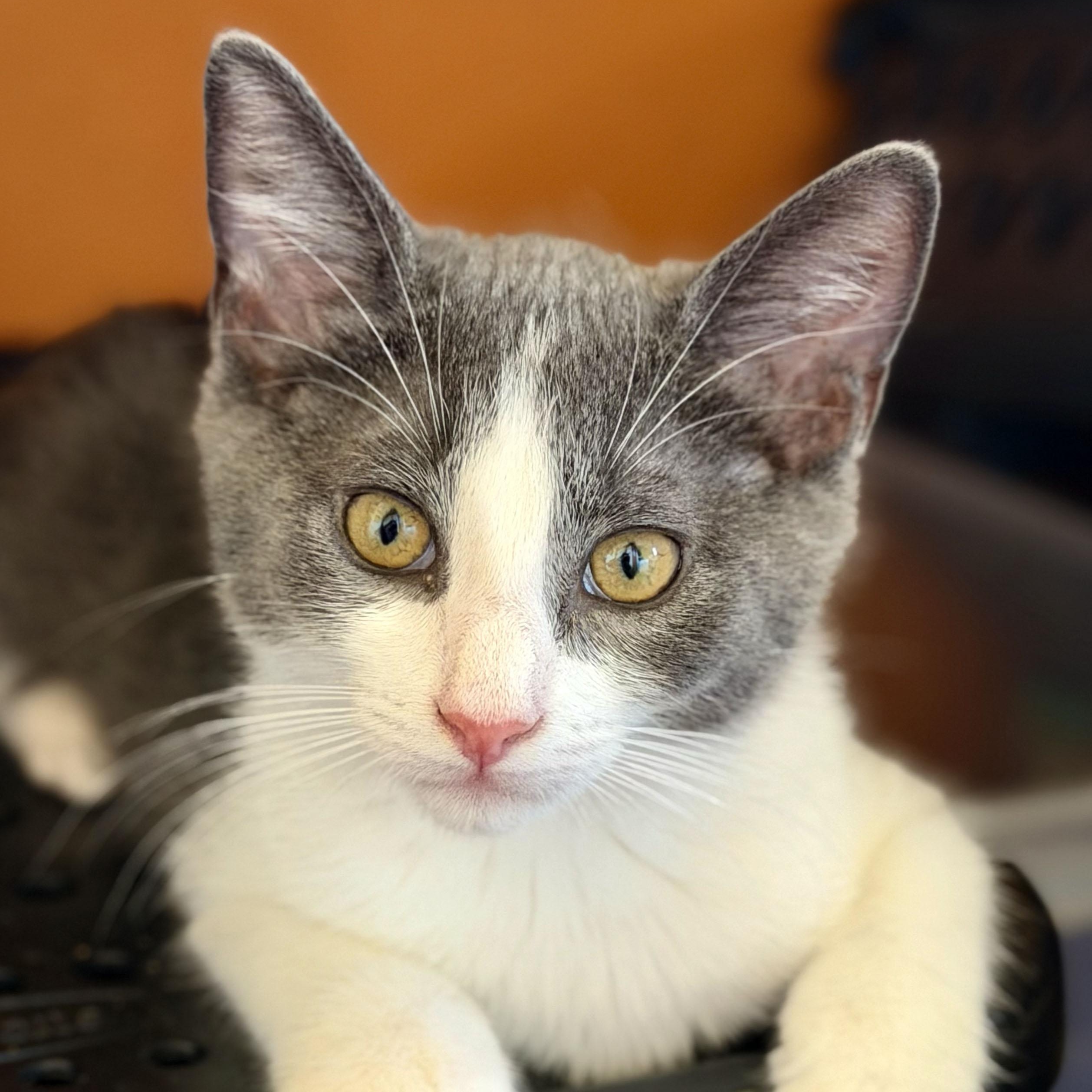 Kobe, an adopted Domestic Short Hair in Salinas, CA image 2/5