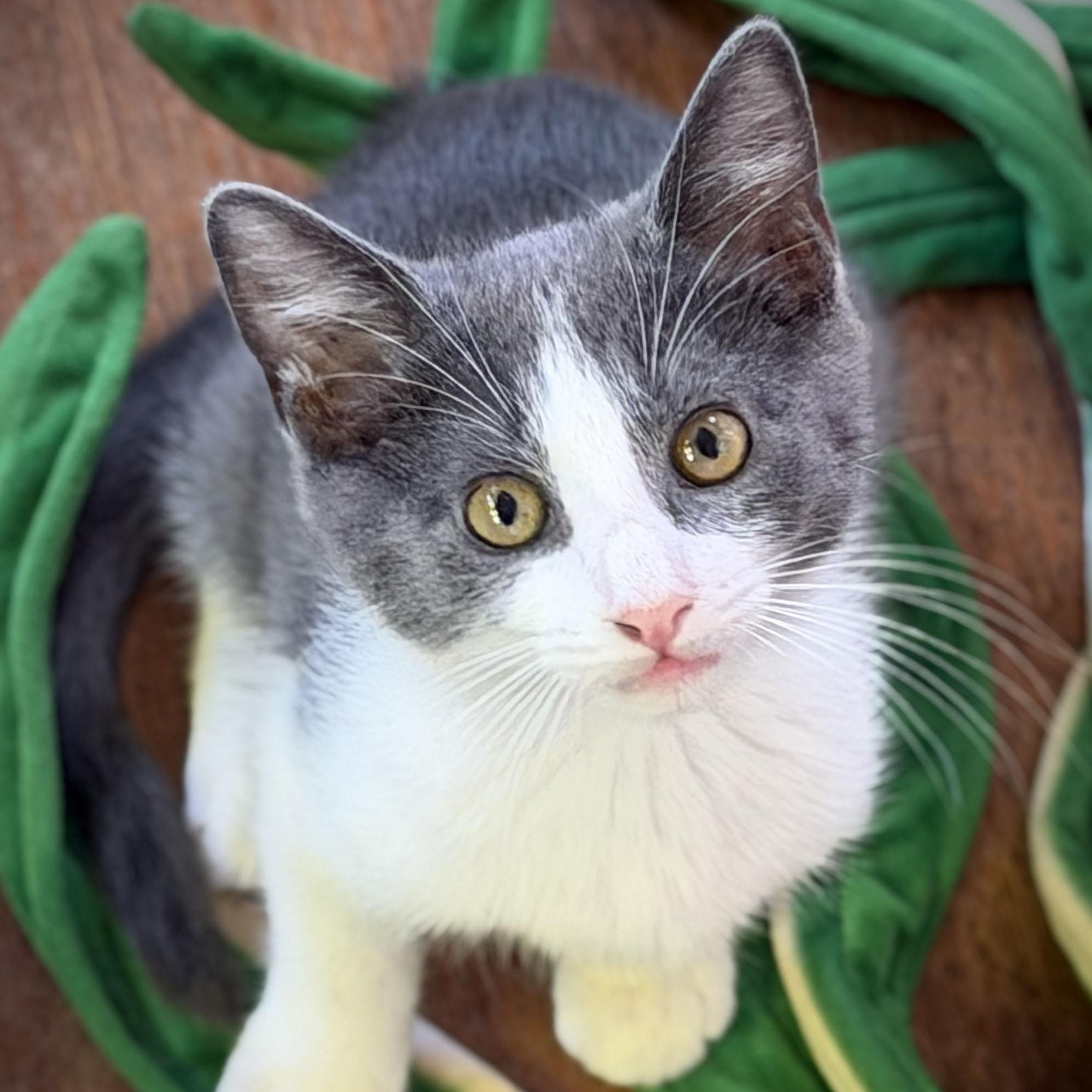 Kobe, adopted, Kitten Male Domestic Short Hair.