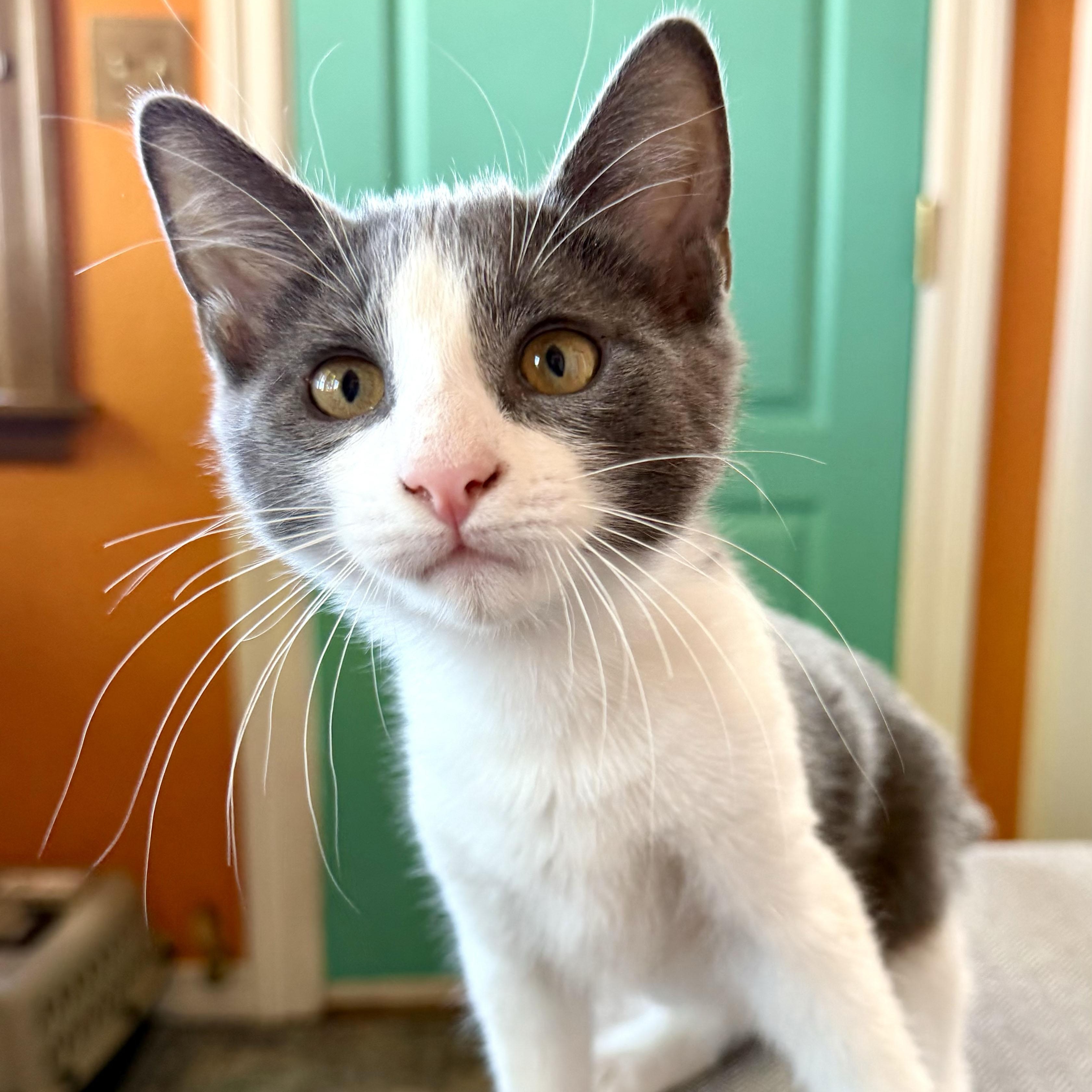 Kobe, an adopted Domestic Short Hair in Salinas, CA image 4/5