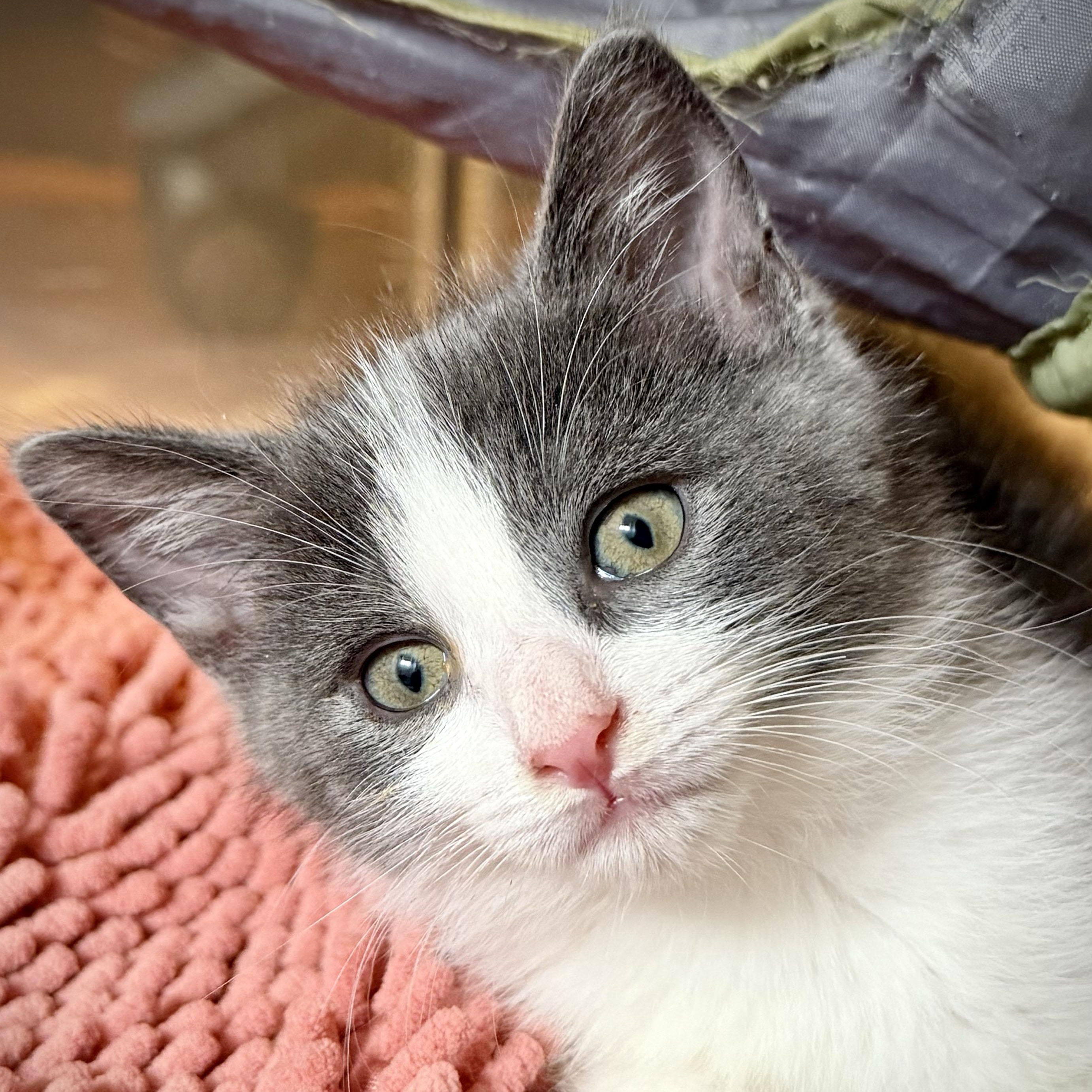 Kobe, an adopted Domestic Short Hair in Salinas, CA image 3/5