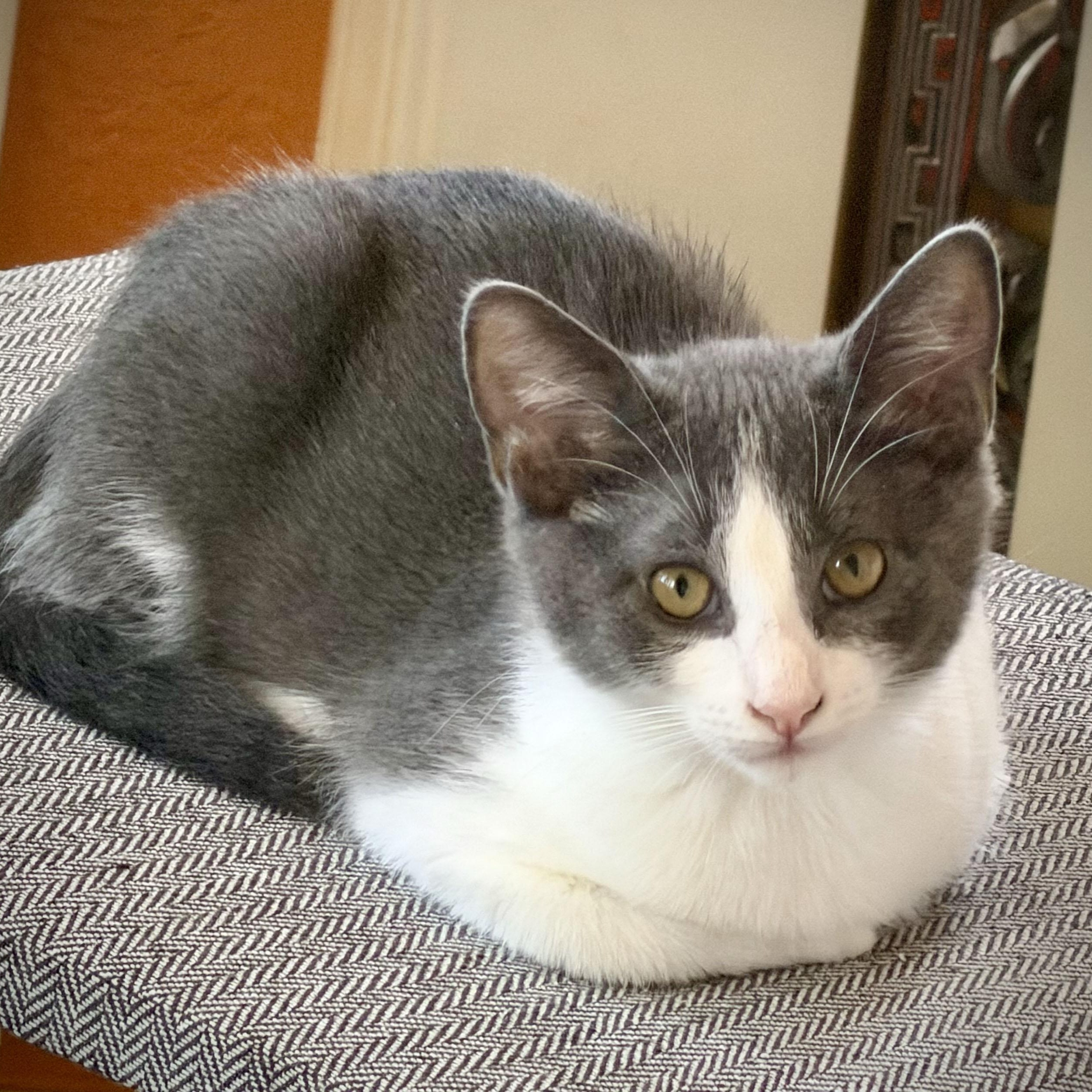 Kobe, an adopted Domestic Short Hair in Salinas, CA image 5/5