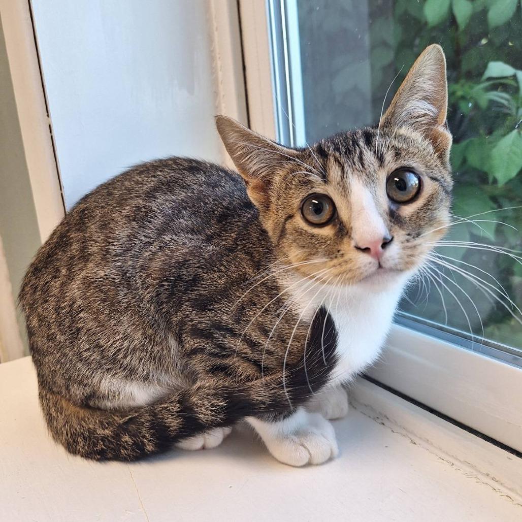 Parmesan, Adoptable, Kitten Male Domestic Short Hair.
