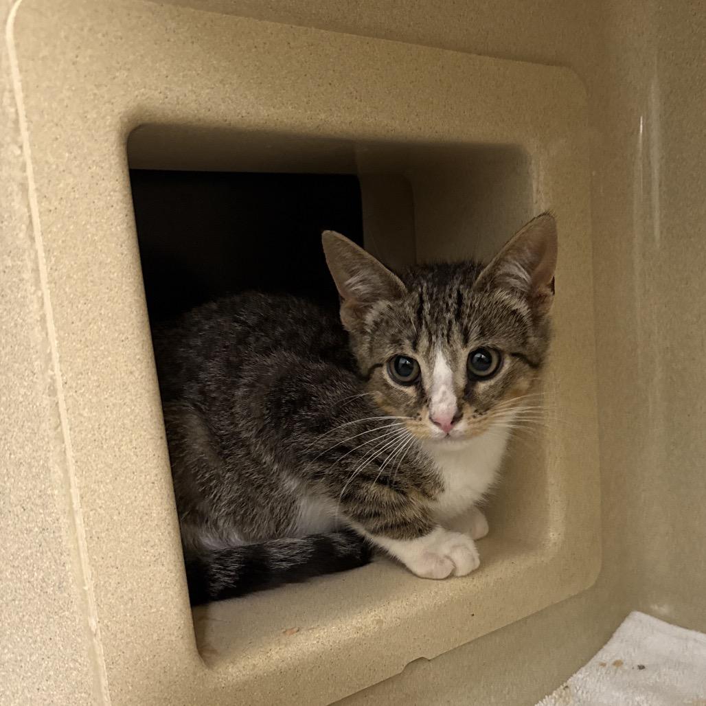 Enlarge Parmesan, a Adoptable Domestic Short Hair in Attica, NY image 2/2