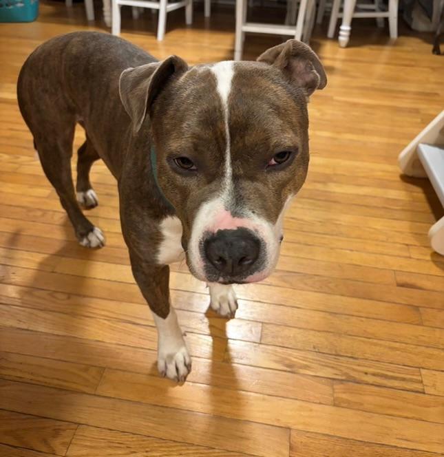 Enlarge Bruno, a ADOPTABLE Pit Bull Terrier in Richboro, PA image 3/3