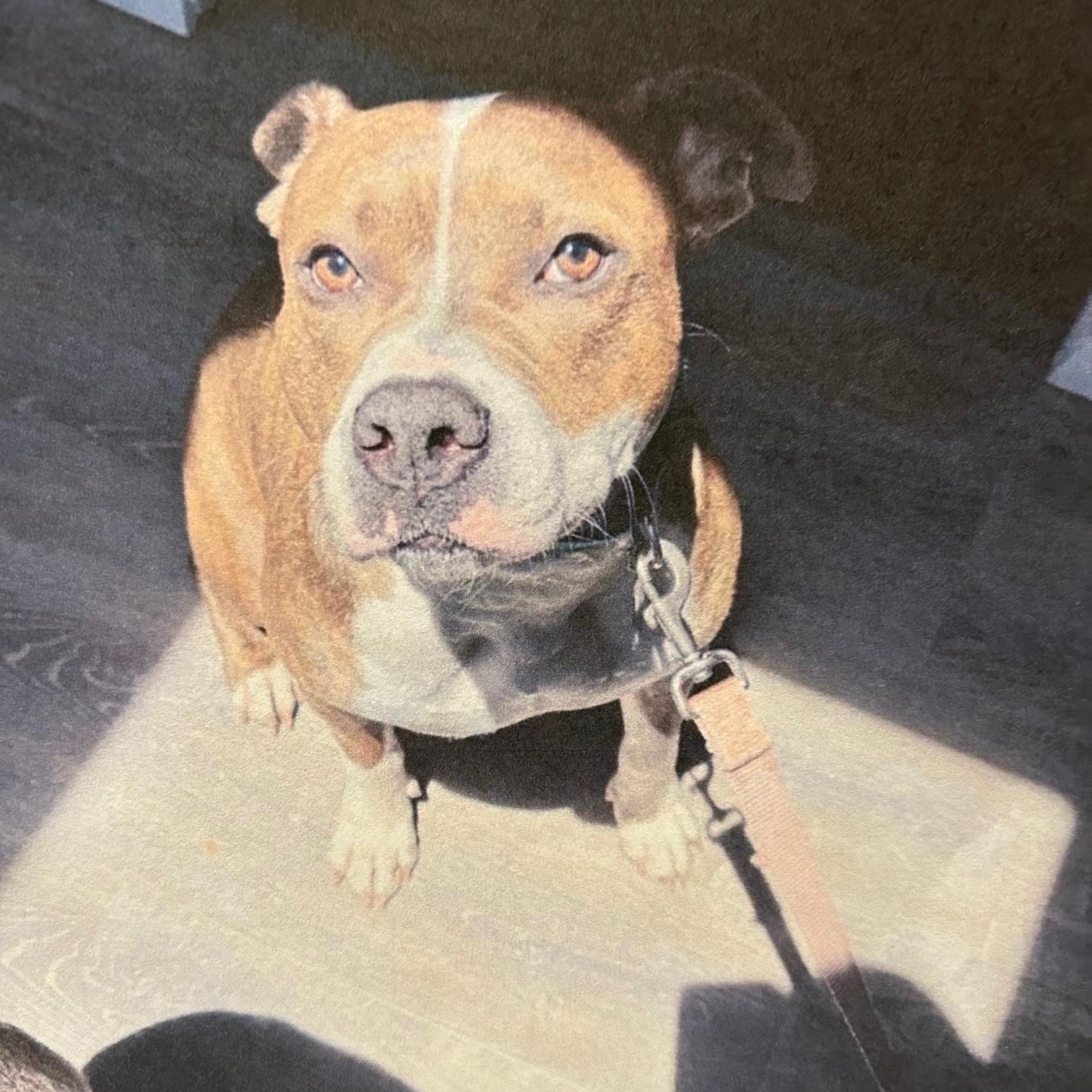 Enlarge Bruno, a ADOPTABLE Pit Bull Terrier in Richboro, PA image 1/3