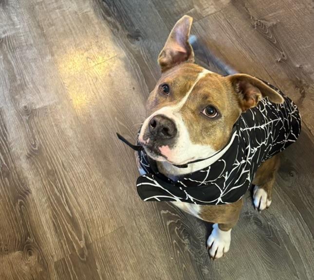 Enlarge Bruno, a ADOPTABLE Pit Bull Terrier in Richboro, PA image 2/3