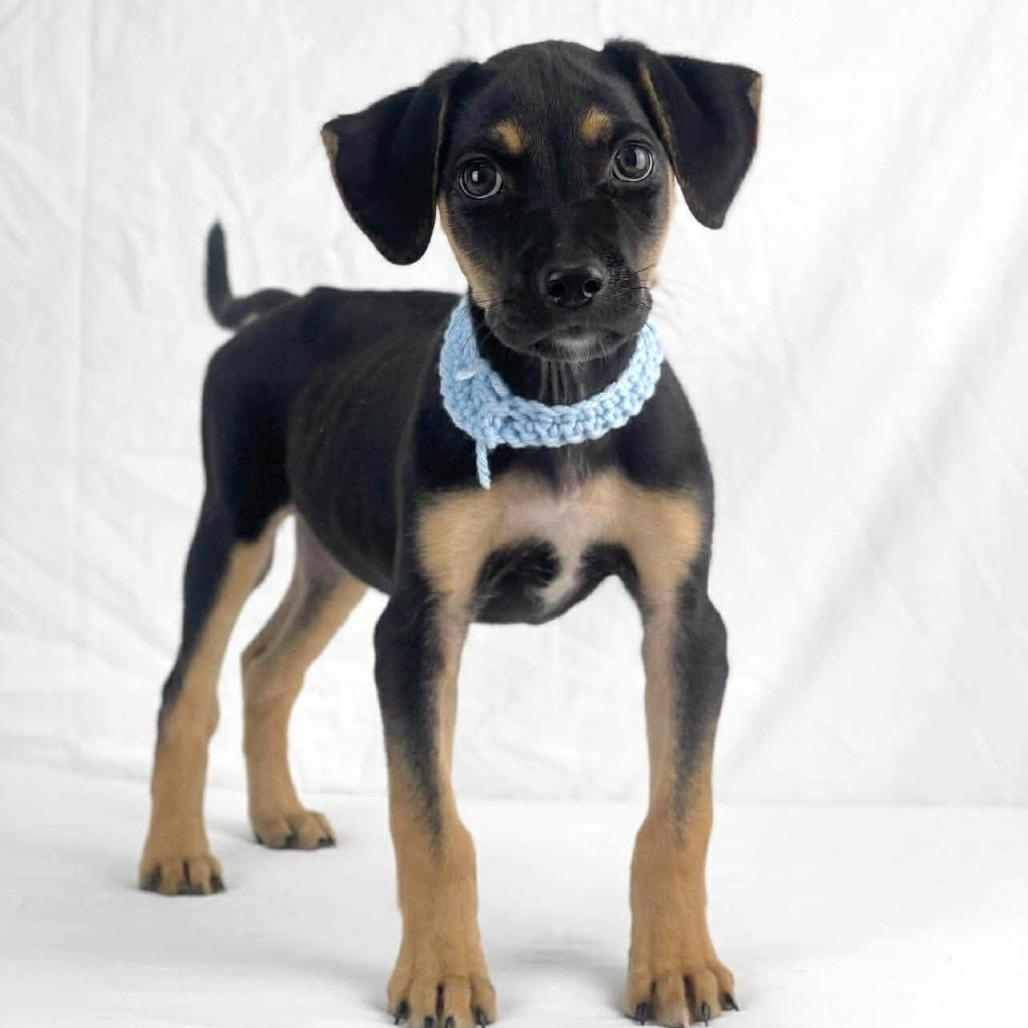Heinz, Adoptable, Puppy Male Coonhound.