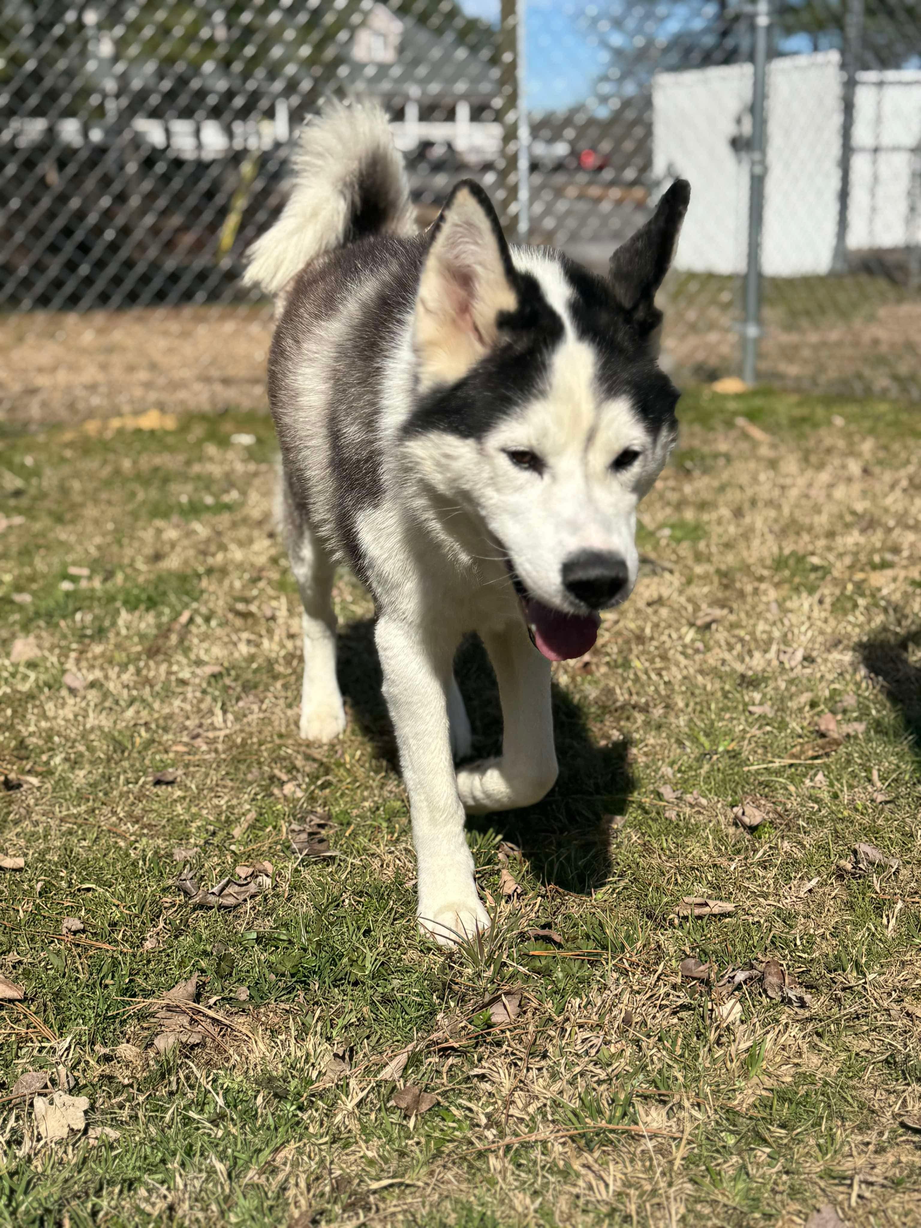 Enlarge Sled, a Adoptable mixed breed in Lebanon, OH image 2/4
