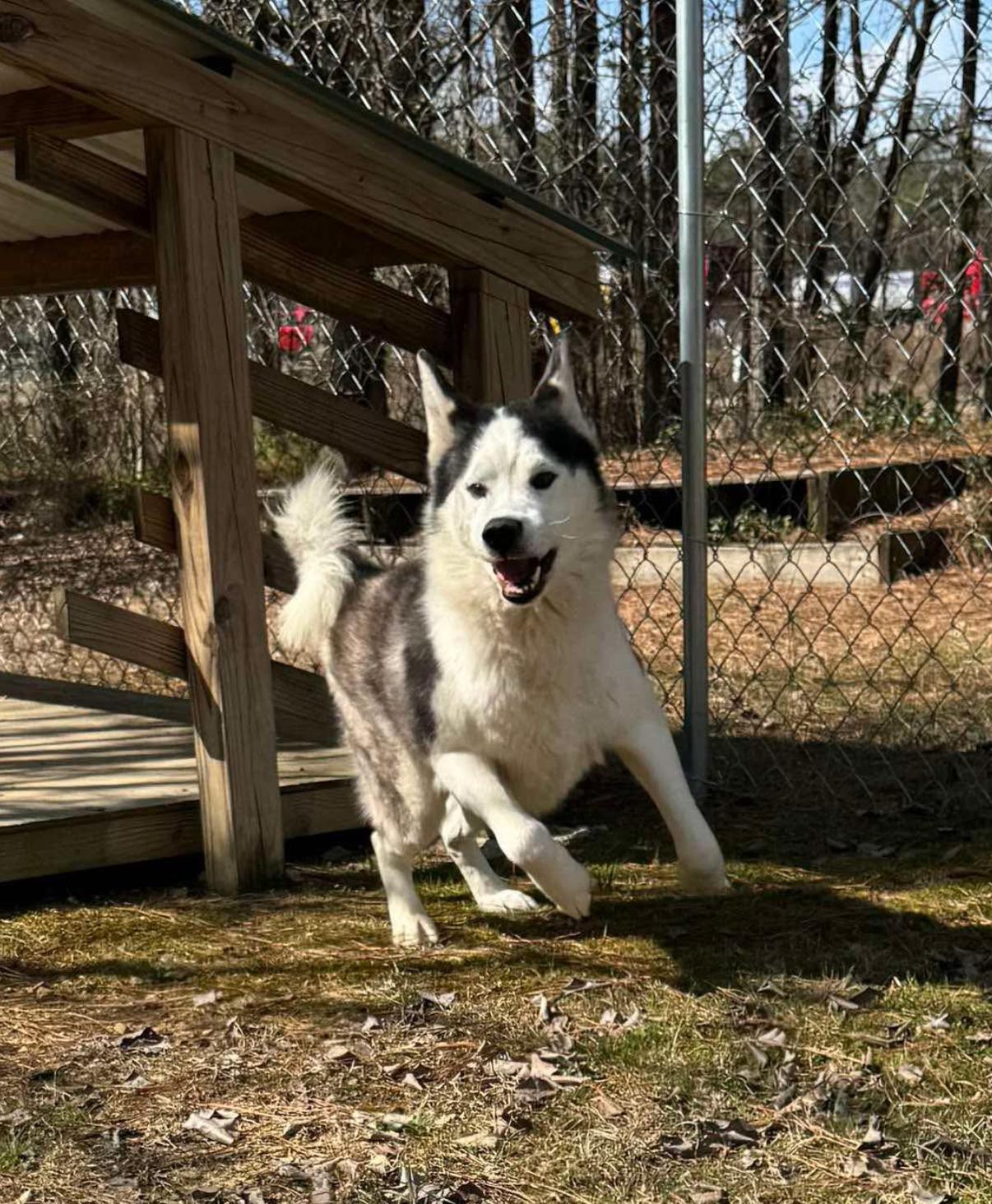 Enlarge Sled, a Adoptable mixed breed in Lebanon, OH image 1/4