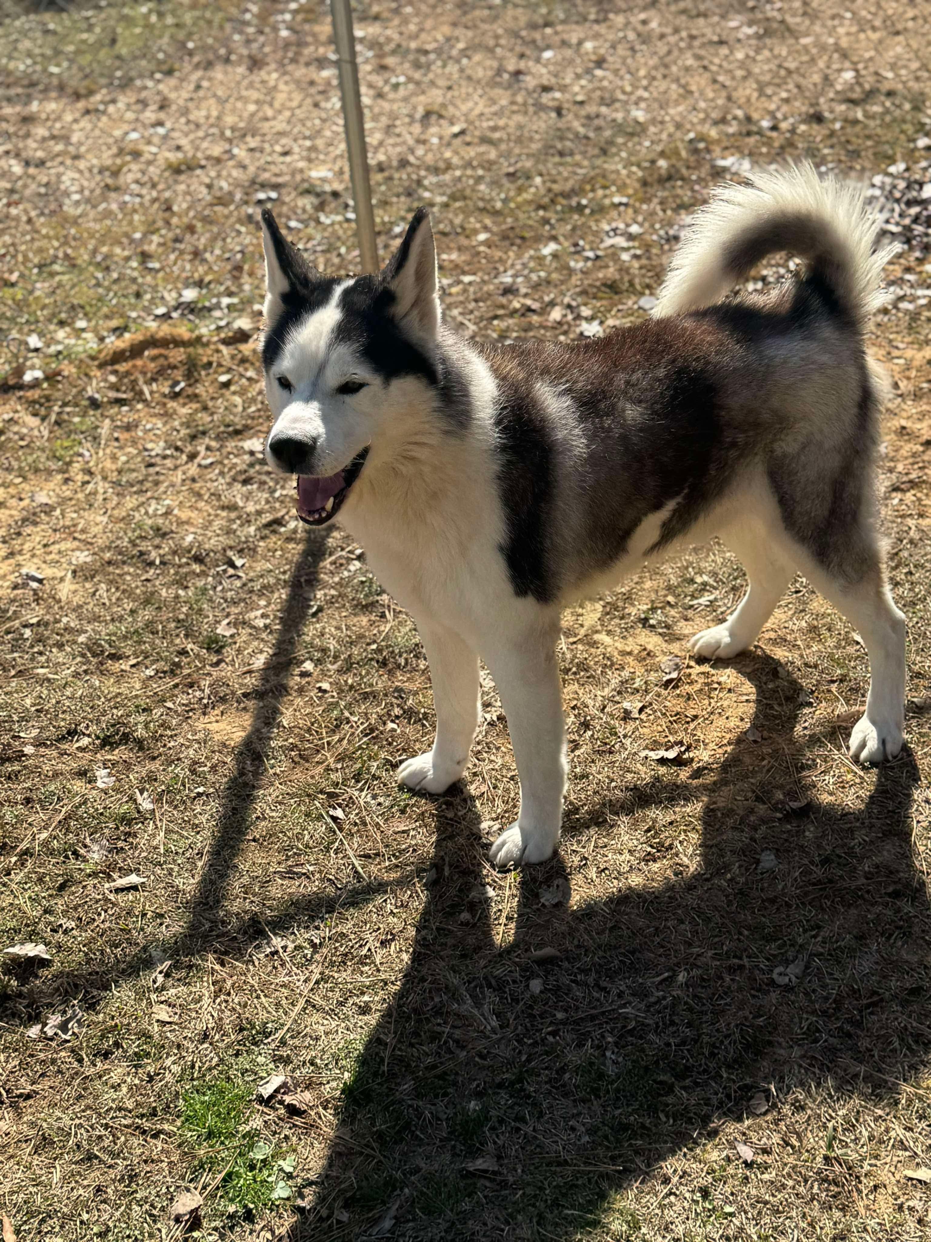 Enlarge Sled, a Adoptable mixed breed in Lebanon, OH image 3/4