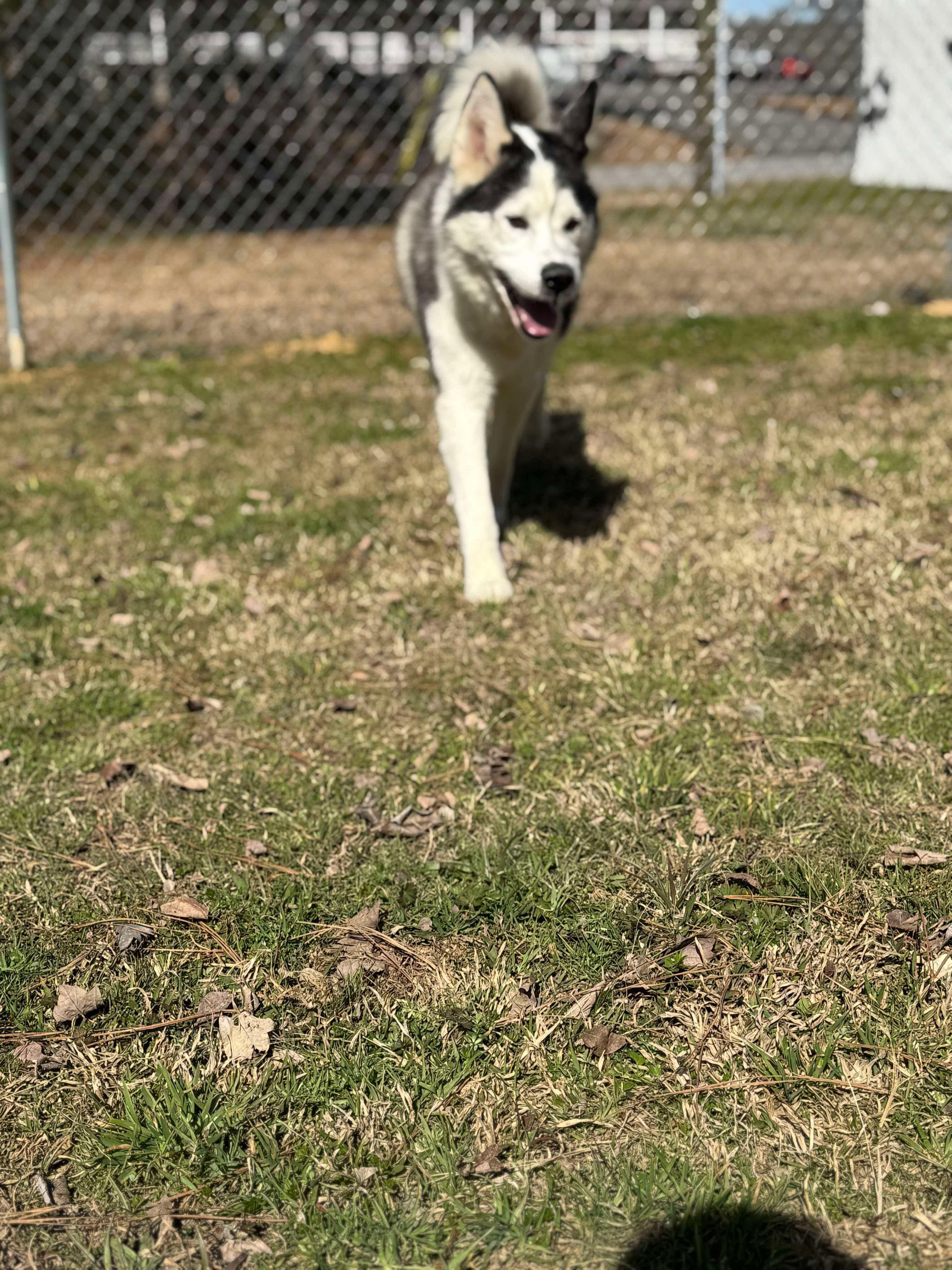 Enlarge Sled, a Adoptable mixed breed in Lebanon, OH image 4/4