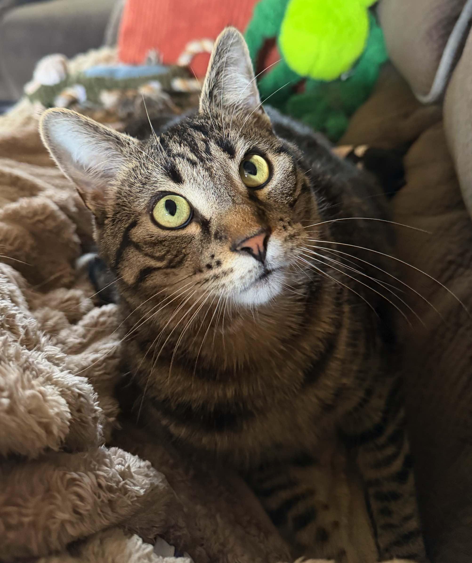 Ronaldo (aka Pudge), a Adoptable Domestic Short Hair in Washington Grove, MD image 2/6