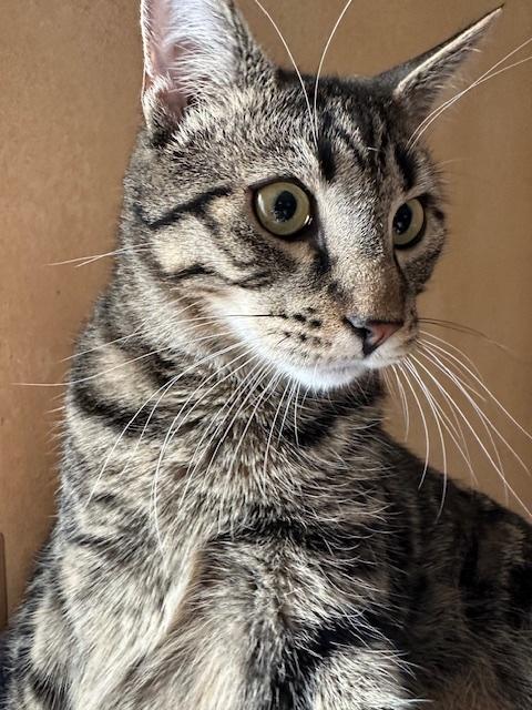 Ronaldo (aka Pudge), Adoptable, Kitten Male Domestic Short Hair.