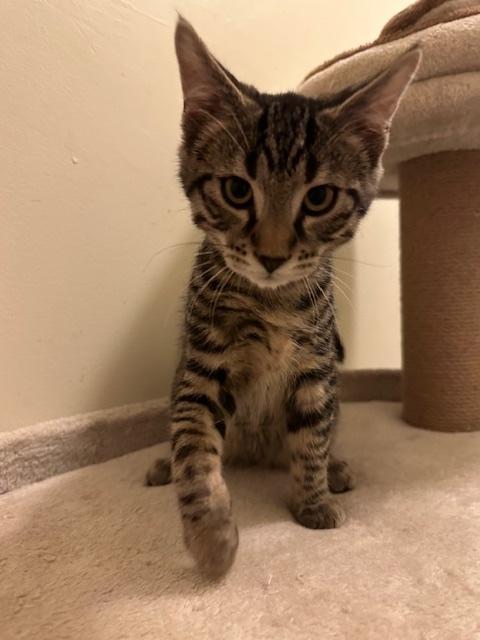 Ronaldo, a Adoptable Domestic Short Hair in Washington Grove, MD image 1/3