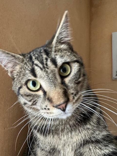 Enlarge Ronaldo (aka Pudge), a Adoptable Domestic Short Hair in Washington Grove, MD image 5/5