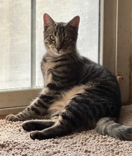 Enlarge Ronaldo (aka Pudge), a Adoptable Domestic Short Hair in Washington Grove, MD image 3/5
