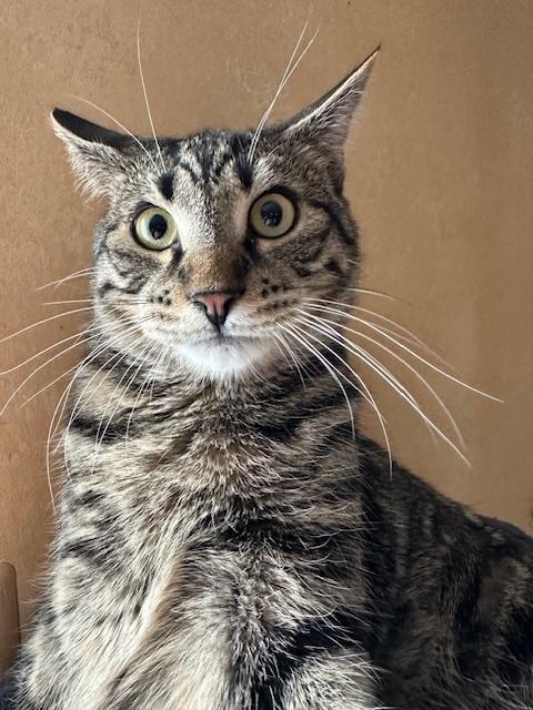 Enlarge Ronaldo (aka Pudge), a Adoptable Domestic Short Hair in Washington Grove, MD image 4/5