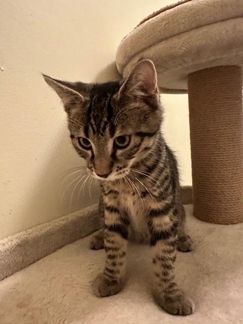 Ronaldo, a Adoptable Domestic Short Hair in Washington Grove, MD image 2/3