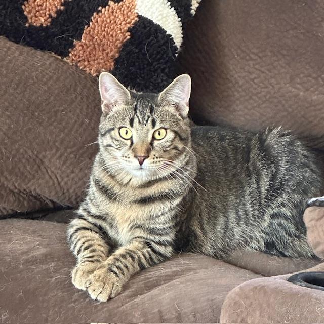 Ronaldo (aka Pudge), Adoptable, Kitten Male Domestic Short Hair.