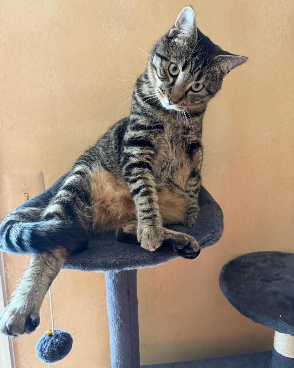 Enlarge Ronaldo (aka Pudge), a Adoptable Domestic Short Hair in Washington Grove, MD image 2/6