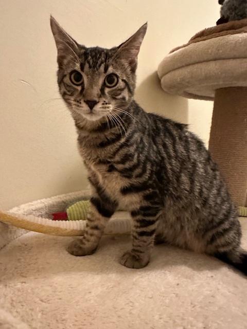 Ronaldo, a Adoptable Domestic Short Hair in Washington Grove, MD image 3/3