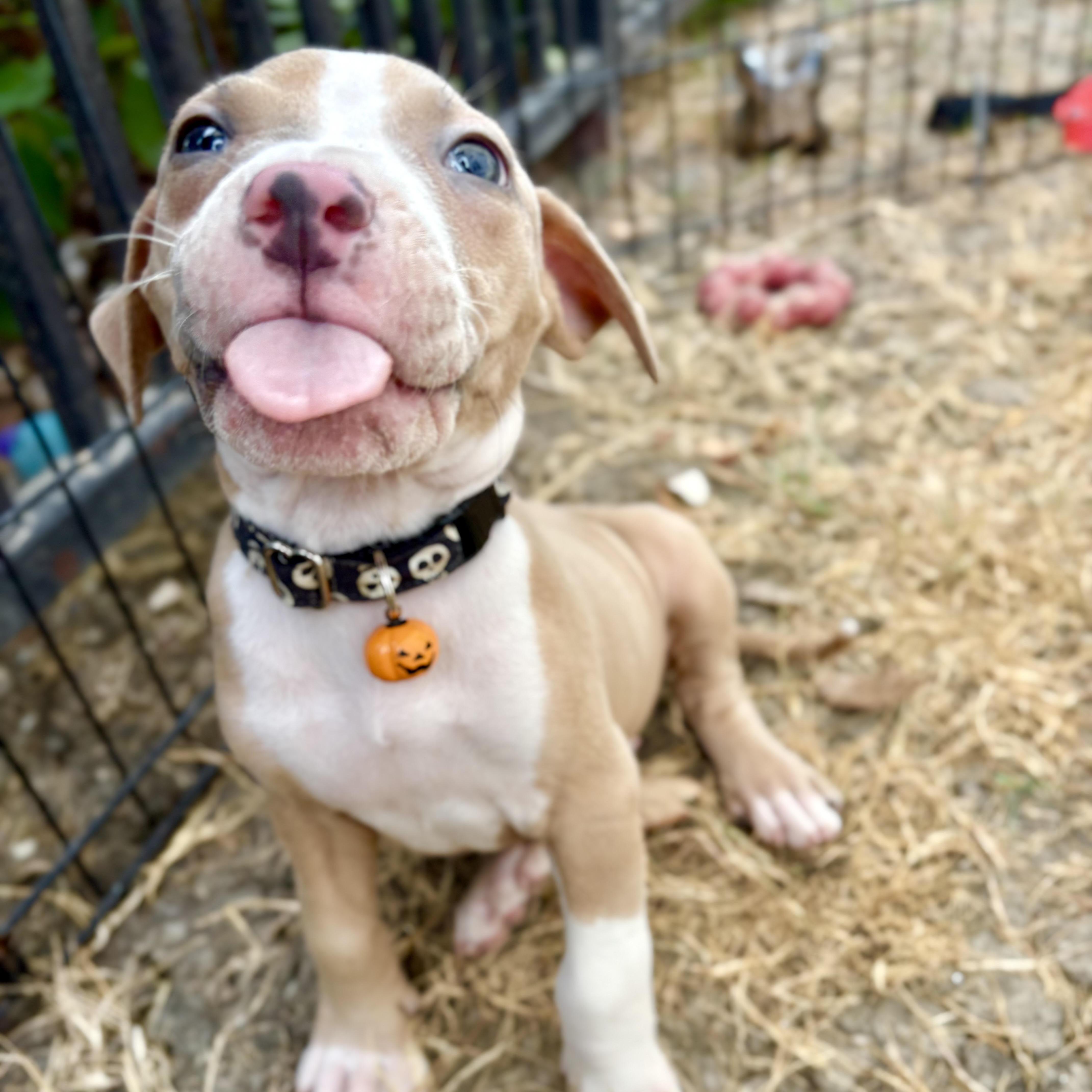 Enlarge Biscuit, a Adoptable mixed breed in Hartford, CT image 4/5