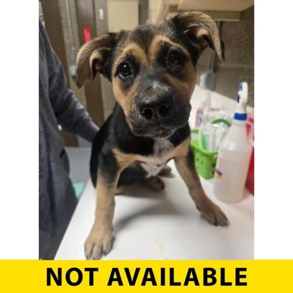 Penelope, Adoptable, Puppy Female Shepherd & Mixed Breed.
