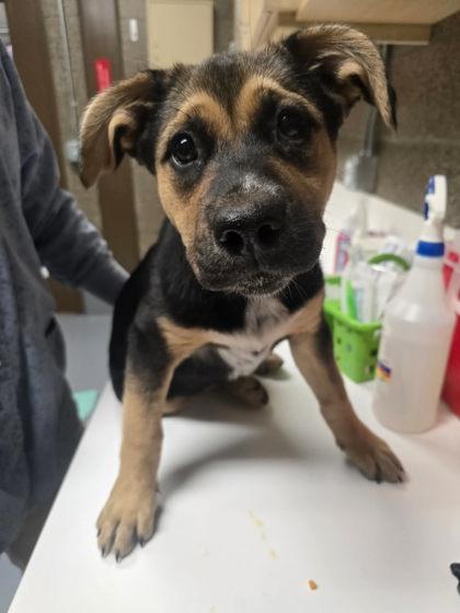 Penelope, a Adoptable mixed breed in Eugene, OR image 2/2