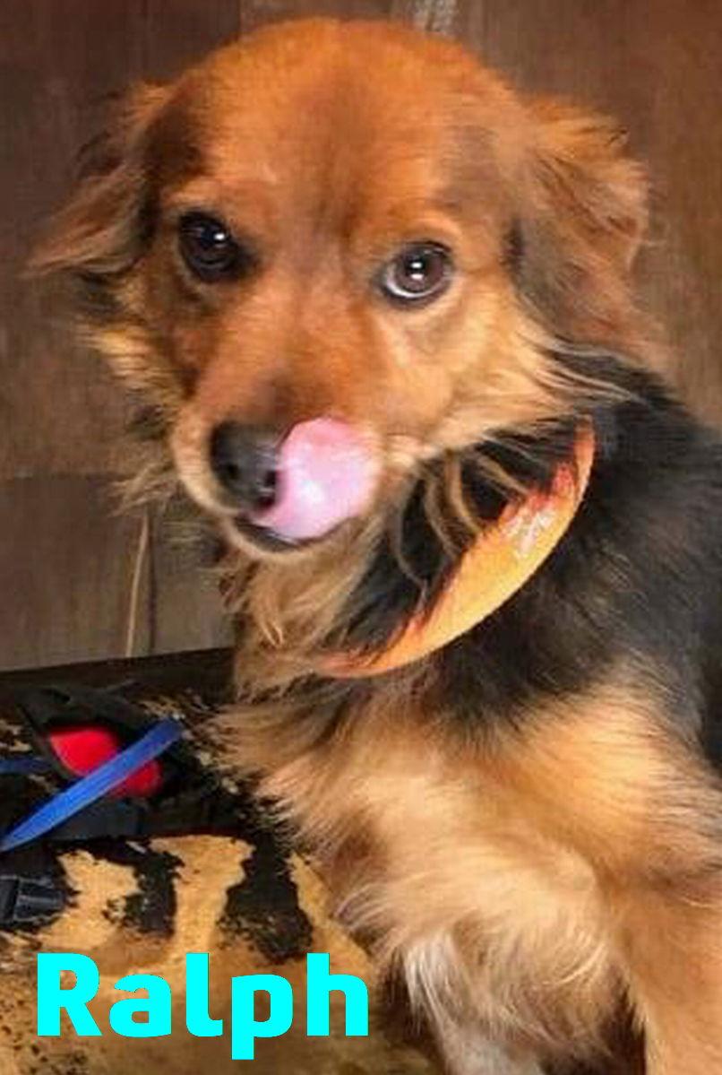 Ralph Kittie, Adopted, Adult Male Dachshund.