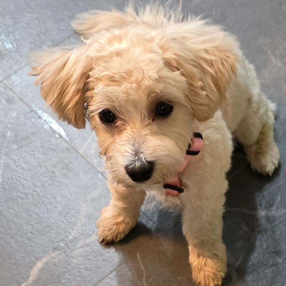 Gracie, a Adoptable mixed breed in Troy, VA image 1/6