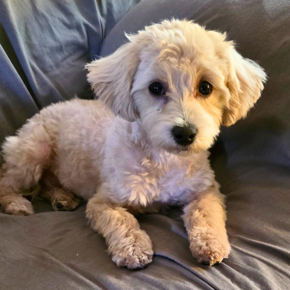 Gracie, a Adoptable mixed breed in Troy, VA image 2/6