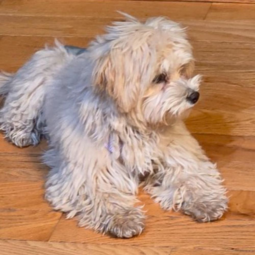 Gracie, a Adoptable mixed breed in Troy, VA image 4/6