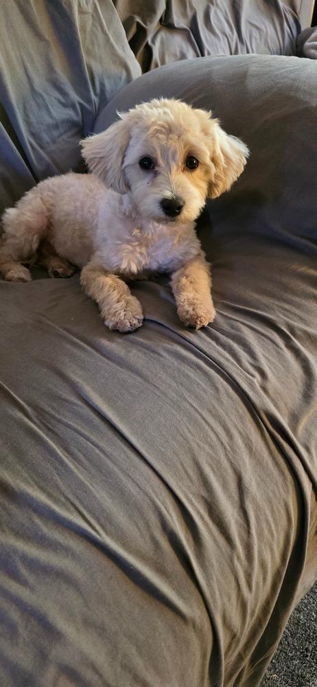 Gracie, a Adoptable mixed breed in Troy, VA image 5/6