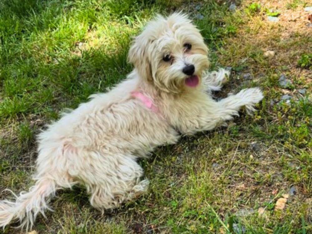 Gracie, a Adoptable mixed breed in Troy, VA image 6/6
