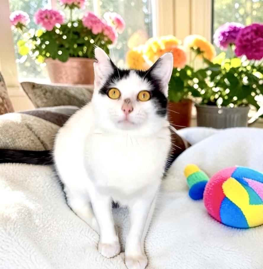 Wizzy, a ADOPTABLE Domestic Short Hair in Perry, IA image 5/5