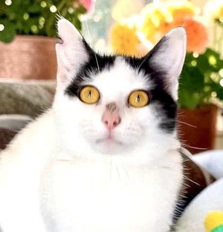 Wizzy, a ADOPTABLE Domestic Short Hair in Perry, IA image 4/5
