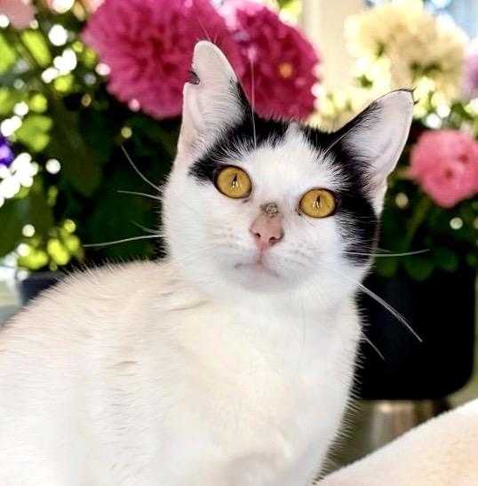 Wizzy, ADOPTABLE, Young Female Domestic Short Hair.