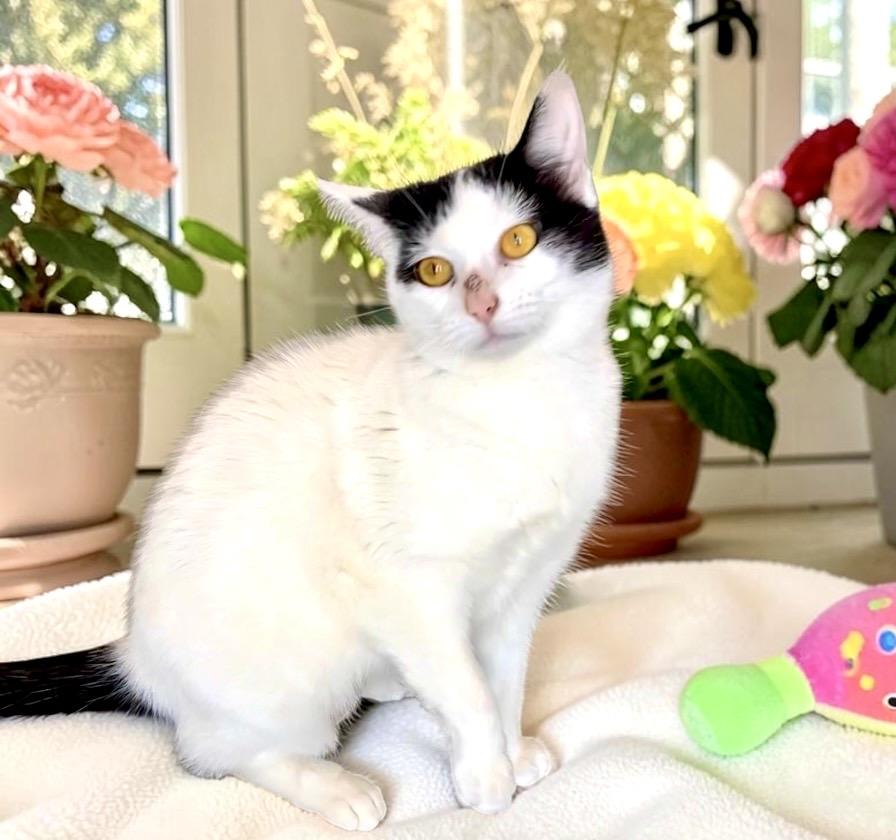 Wizzy, a ADOPTABLE Domestic Short Hair in Perry, IA image 2/5