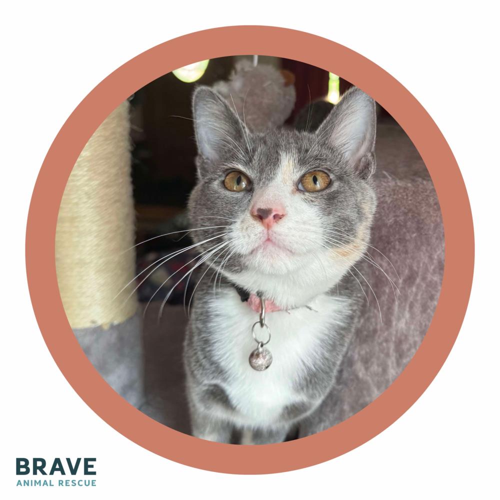 Nacho, a Adoptable mixed breed in Lincoln, NE image 1/6