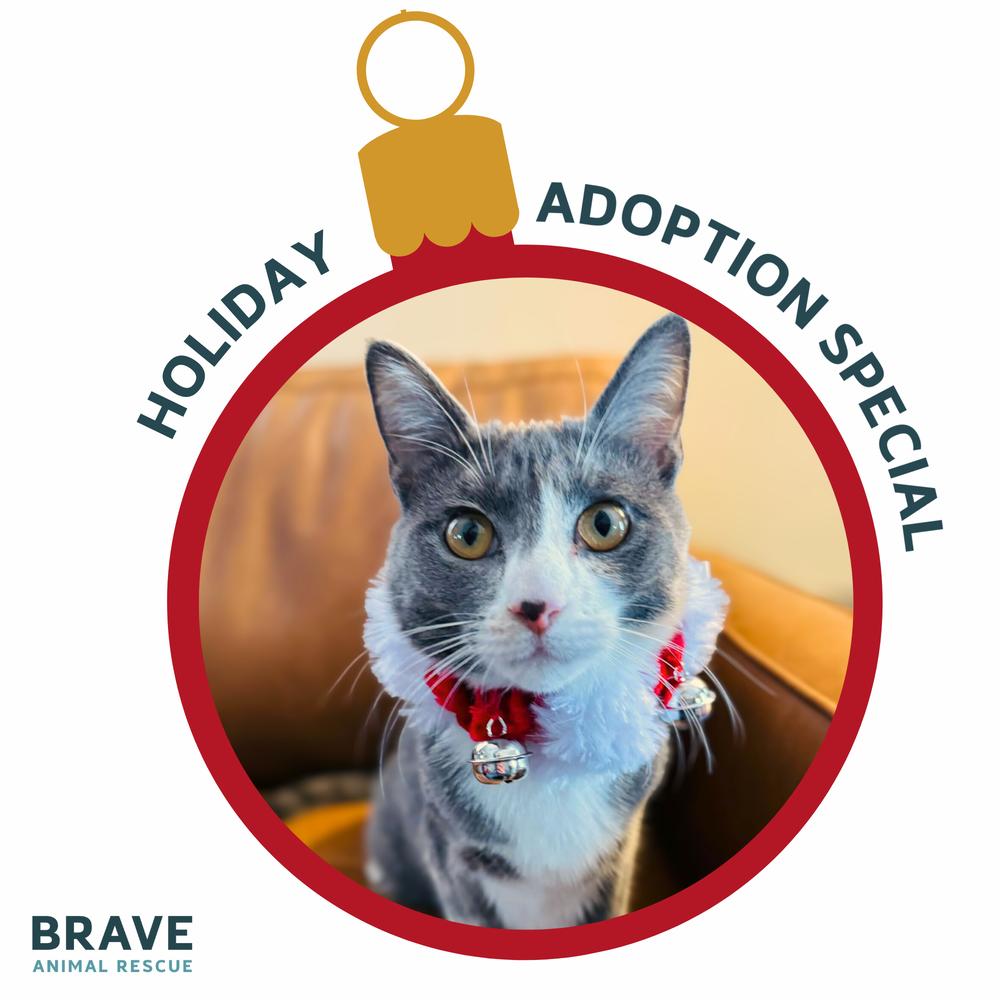 Nacho, a Adoptable mixed breed in Lincoln, NE image 2/6