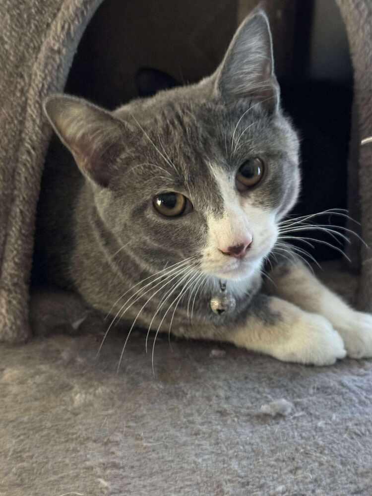 Nacho, a Adoptable mixed breed in Lincoln, NE image 3/6