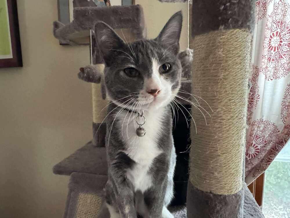 Nacho, a Adoptable mixed breed in Lincoln, NE image 4/6