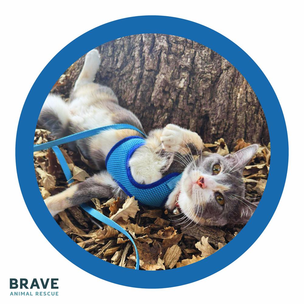 Nacho, a Adoptable mixed breed in Lincoln, NE image 5/6